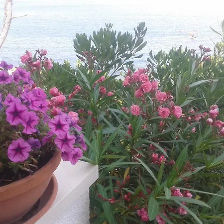 Sea Star Apartment *