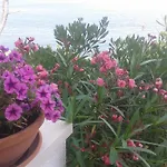 Sea Star Apartment *