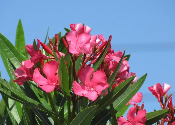 Apartmán Sea Star Sutivan